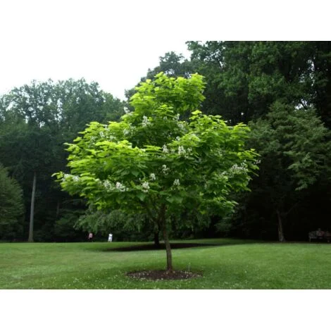 Catalpa bignonioides "Albero dei sigari" pianta in vaso h. 160/200 cm