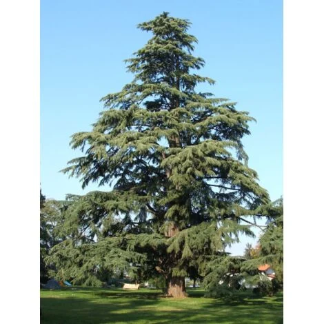 Cedro dell'Himalaya "Cedrus deodara" pianta in vaso 8x8 cm