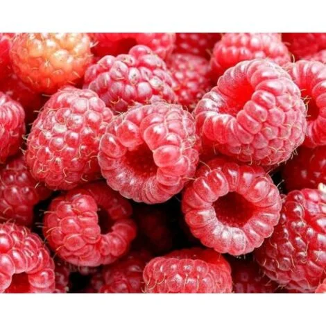 Lampone rosso "Rubus idaeus" frutti di bosco pianta in vaso Ă¸17 cm