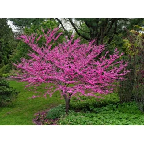 Cercis siliquastrum "Albero di Giuda" pianta in vaso 1 litro h 50/70 cm