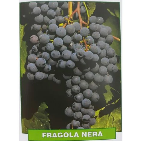 Uva Fragola nera - pianta di 3 anni