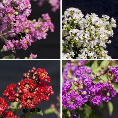 Lagerstroemia indica pianta ad alberello in vaso30 cm h.150/180 cm COLORI MISTI
