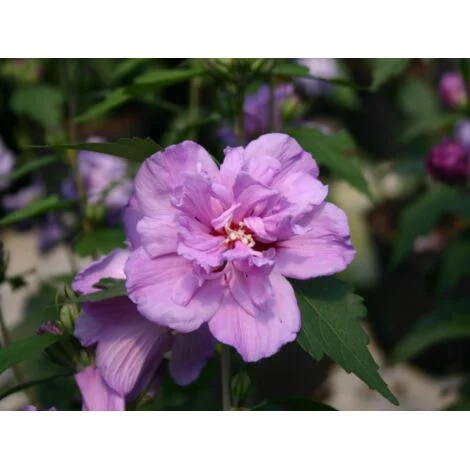 Ibisco cinese "Hibiscus syriacus Ardens" Ibiscus pianta in vaso9 cm