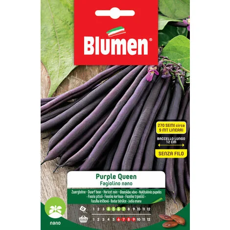 SEMI DI FAGIOLINI NANI PURPLE QUEEN