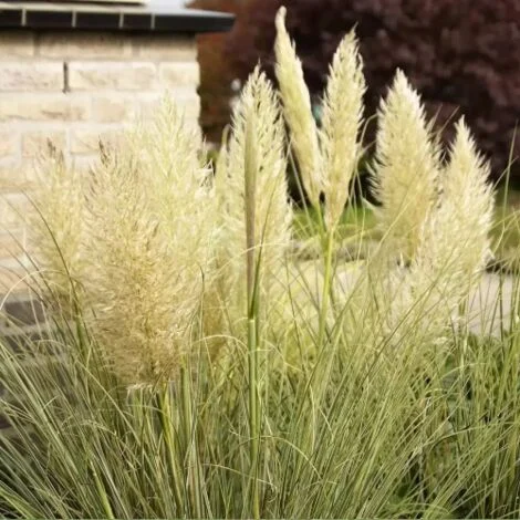 Erba della Pampas "Cortaderia Selloana Argentea" graminacee ornamentali pianta in vaso Ă¸8 cm
