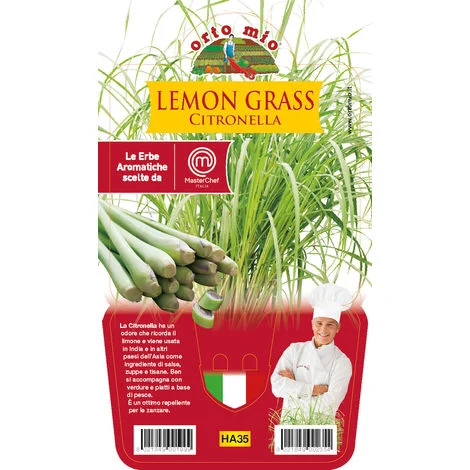 LEMON GRASS CITRONELLA (IN VASO Ø14CM)