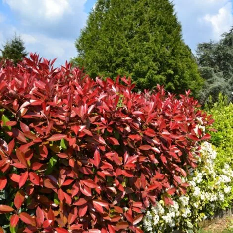 Fotinia "Photinia x fraseri Red Robin" pianta da siepe in vaso h. 100/120 cm