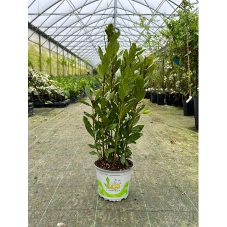 Alloro di Grottammare "Laurus nobilis" pianta aromatica sempreverde da siepe in vaso Ă¸14 cm h. 40/50 cm
