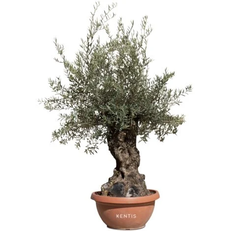 Ulivo Bonsai vero altezza 200 cm circa - Olivo Olea europea Bonsai circonferenza tronco 60-100 cm circa - Pianta da esterno perfetta per Giardini - Pianta Ornamentale - Albero Olivo