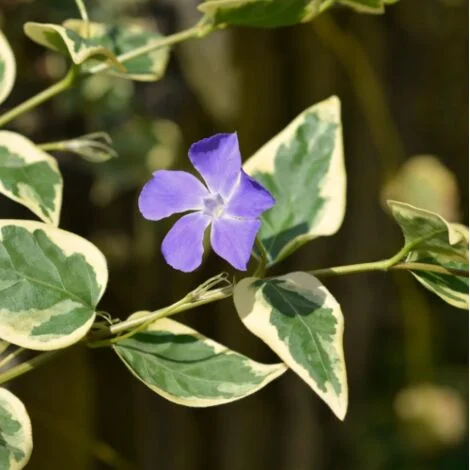 Pervinca "Vinca major variegata" pianta tappezzante sempreverde in vaso9 cm con canna h. 60 cm