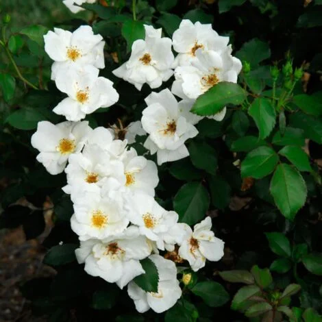 Rosa Bianca rifiorente tappezzante "White Knock Out - Meilland" pianta di rose in vaso19