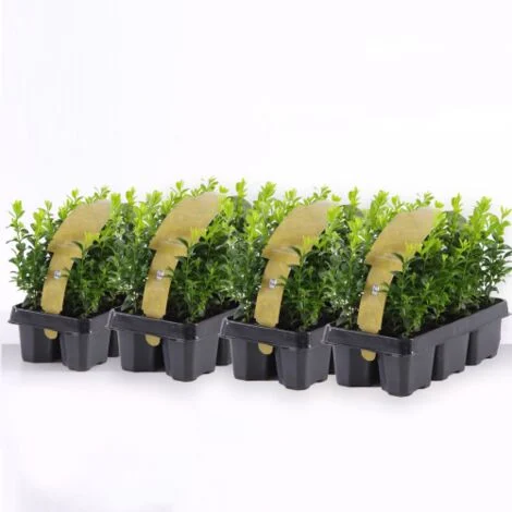 Bosso "Buxus microphylla Faulkner" 24 piante da siepe sempreverde in vaso bio9 cm