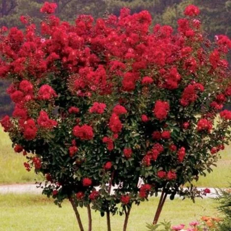 Lagerstroemia indica Rossa "Super Rouge" pianta in vaso 7x7 cm