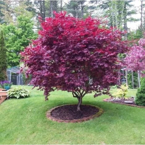 Acero Rosso Giapponese "Acer Palmatum Bloodgood" pianta in mastello40 cm h. 120/150 cm
