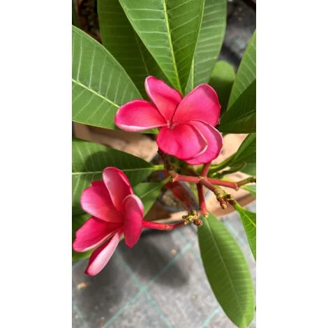 Plumeria Waxy red, frangipane, H 60cm, foto reali