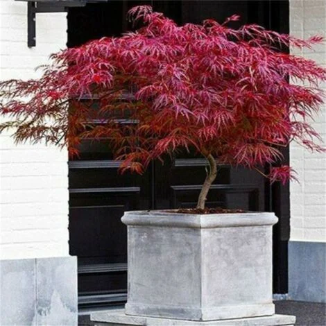 Acero rosso giapponese "Acer palmatum dissectum Firecracker" pianta in vaso20 cm
