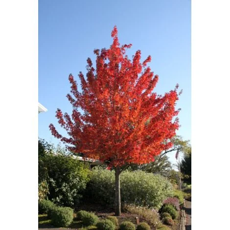 Acero Rosso "Acer rubrum" Acero Scarlatto in vaso 2 litri h.100/130 cm
