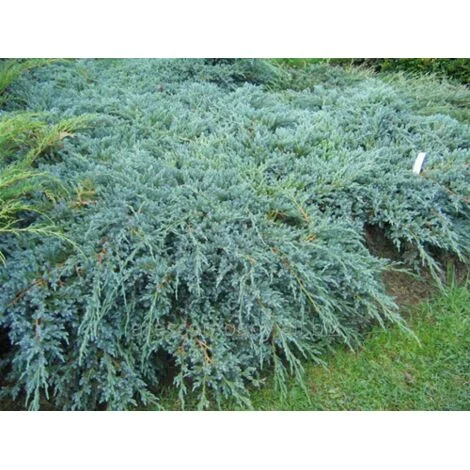 Ginepro Comune "Juniperus Communis" pianta in vaso Ă¸18 cm h 70/100 cm
