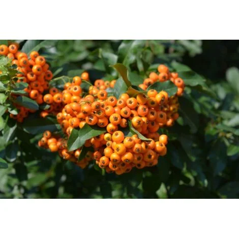 Piracanta arancione "Pyracantha coccinea Orange Glow" Agazzino pianta da siepe sempreverde in vaso Ă¸9 cm h. 50/60 cm