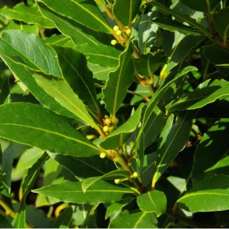 Alloro "Laurus nobilis" 3 piante aromatiche sempreverdi da siepe in vaso14 cm h.30/40 cm