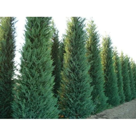 Cipresso di Leyland "Cupressocyparis leylandii" pianta da siepe in vaso Ă¸20 cm h. 110/130 cm