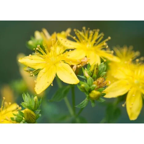 Iperico "Hypericum hidcote" pianta in vaso9 cm