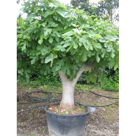 Fico "Ficus carica Ice" pianta in vaso Ă¸17 cm