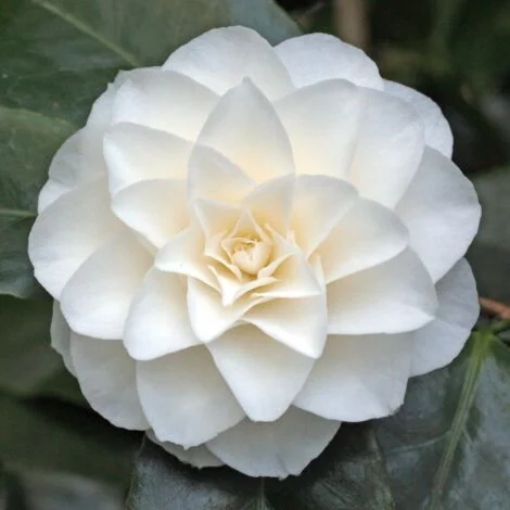 Camelia bianca "Camellia japonica Purity" pianta in vaso9 cm