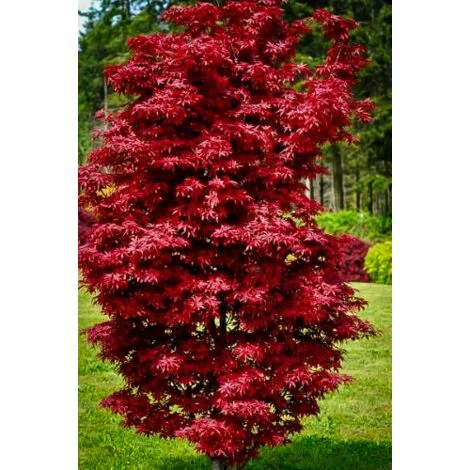 Acero rosso giapponese "Acer Palmatum Twombly's Red Sentinel" pianta in vaso Ă¸17 cm