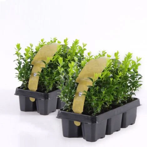 Bosso "Buxus microphylla Faulkner" 12 piante da siepe sempreverde in vaso bio Ă¸9 cm