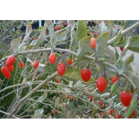 Lycium barbarum "Bacche di Goji" pianta in vaso11