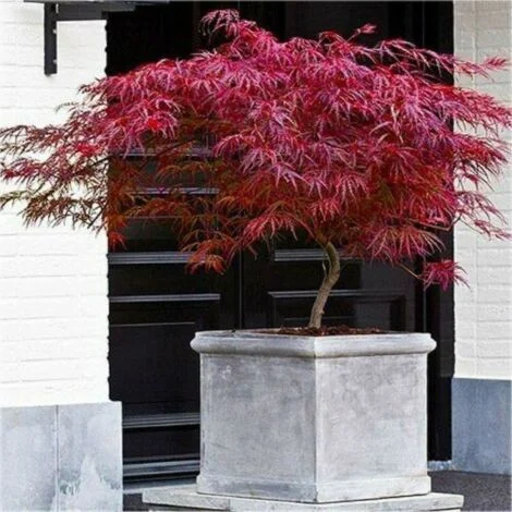 Acero rosso giapponese "Acer palmatum dissectum Firecracker" pianta in vaso Ă¸22 cm