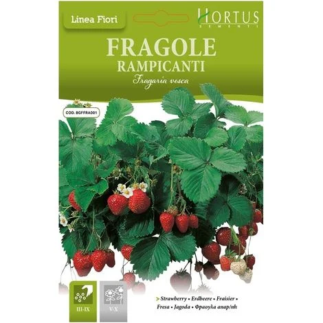 Fragole Rampicanti DB