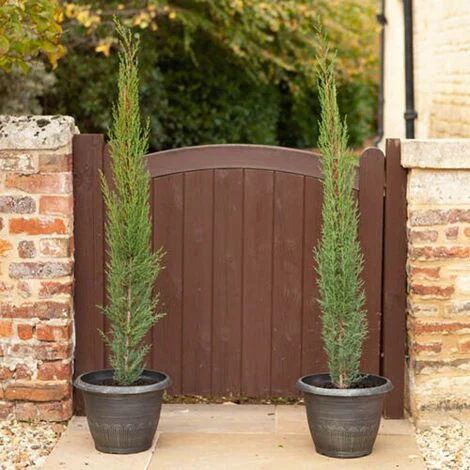 Cipresso toscano "cupressus sempervirens Totem" pianta sempreverde in vaso Ă¸20 cm h. 1 metro e oltre