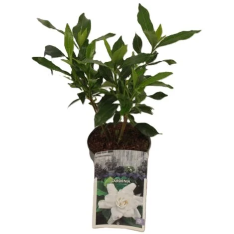 Gardenia jasminoides 3 piante in vaso 7X7 cm fiori profumatissimi