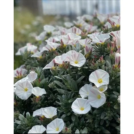 3 piante di Convolvulus cneorum in vaso 8 h 20/40 cm– convolvolo bianco sempreverde – arbusto mediterraneo compatto – ideale per giardino e bordure