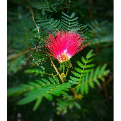 Albizia julibrissin mimosa "Acacia di Costantinopoli" pianta in vaso 2 lt FOTO REALE