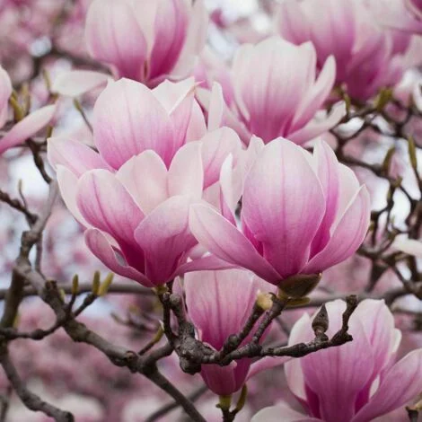 Magnolia giapponese "Magnolia soulangeana" pianta in vaso 9x9 cm
