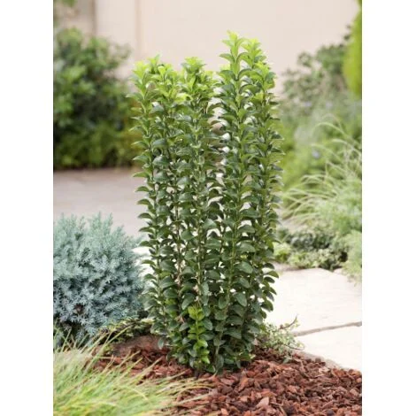 Evonimo "Euonymus japonicus Benkomasaki" pianta da siepe sempreverde in vaso9 cm