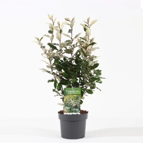 Eleagno "Eleagnus x ebbingei Compacta" pianta in vaso19 cm h 70/90 cm