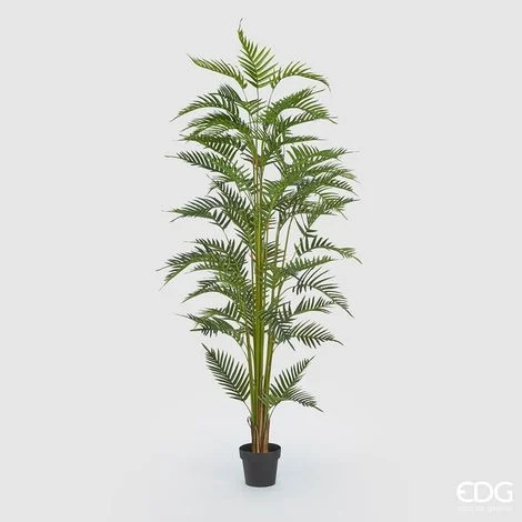 EDG Pianta Palma Areca Con Vaso H 200 Cm
