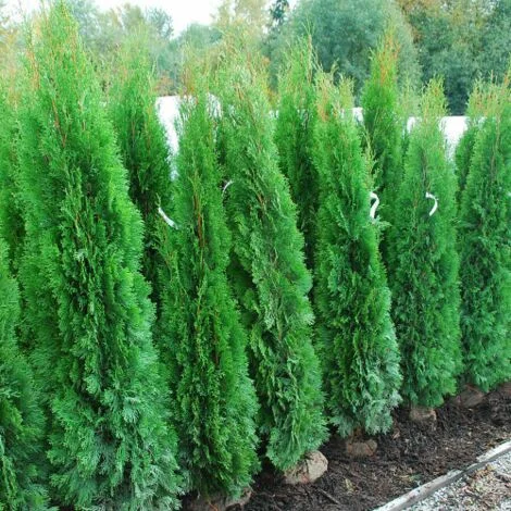 Tuia smeraldo "Thuja occidentalis Smaragd" pianta da siepe sempreverde in vaso19 cm h. 70/100 cm