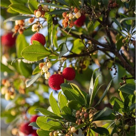 Corbezzolo "Arbutus unedo" pianta ad astone h 40/60 cm