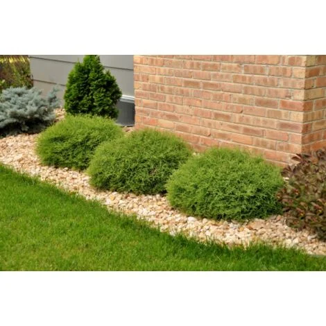 Thuja occidentalis "Mr. Bowling Ball" a palla pianta sempreverde in vaso17 cm