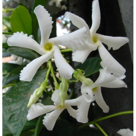 Falso Gelsomino "Rhyncospermum jasminoides" pianta in vaso 9x9 cm canna h 70 cm