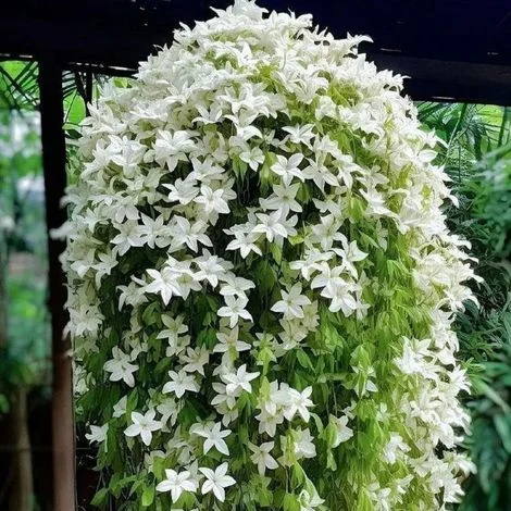 200 semi di gelsomino rampicante – Pianta profumata e decorativa, ideale per coltivazione esterna e balcone