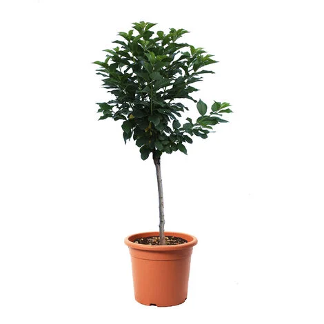 Pianta di Ciliegio Nano - Prunus Avium - Alberello da Frutto Ciliegia - Vaso Ø 24 cm