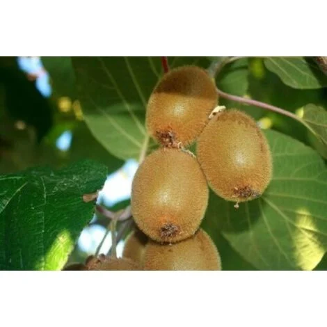 Kiwi "Actinidia deliciosa Jenny" pianta autofertile in vaso11 cm