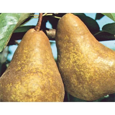 PERO KAISER - Pianta di pero pera Frutta Frutto Foto Reali