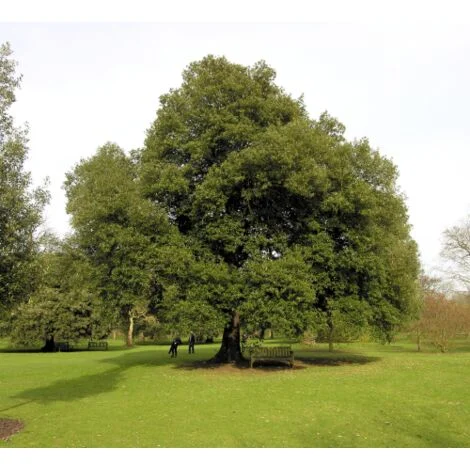 Leccio Elce "Quercus ilex" pianta sempreverde esemplare in mastello60 cm h. 3,5 mt